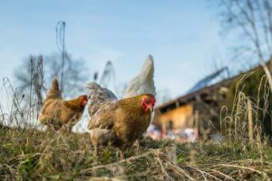 Poulets